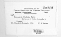 Ramularia oxalidis image